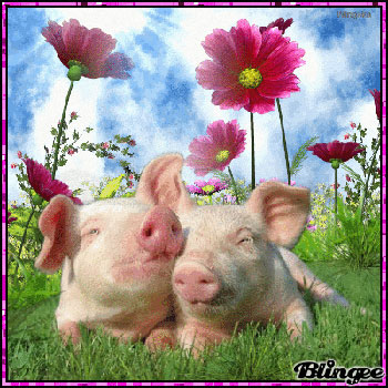 piggylove